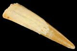 Fossil Pterosaur (Siroccopteryx) Tooth - Morocco #167143-1